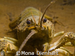 crayfish close up, taken in the Blausteinsee, close to Aa... by Mona Dienhart 